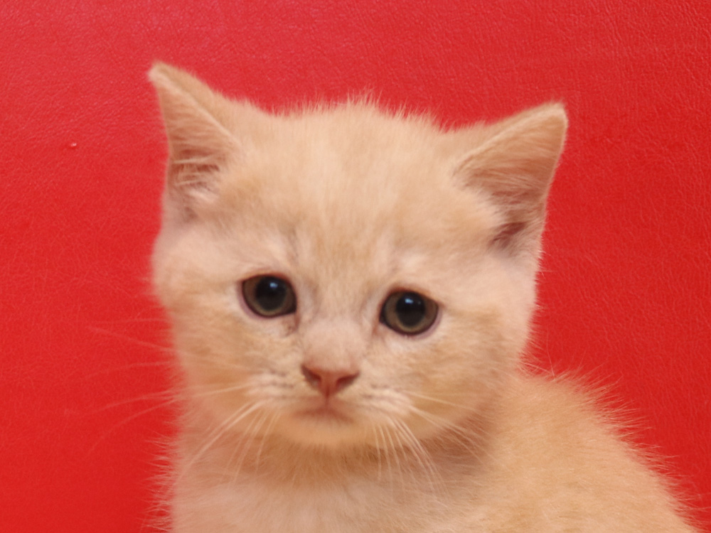 スコティッシュフォールドの子猫画像