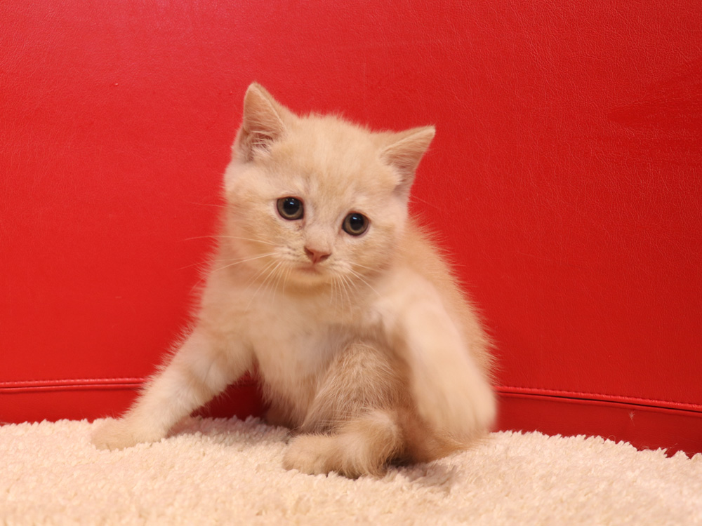 スコティッシュフォールドの子猫画像