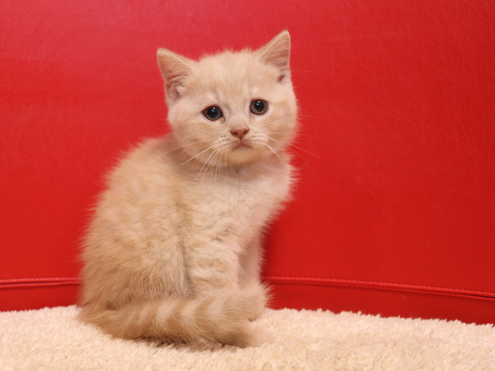 スコティッシュフォールドの子猫画像