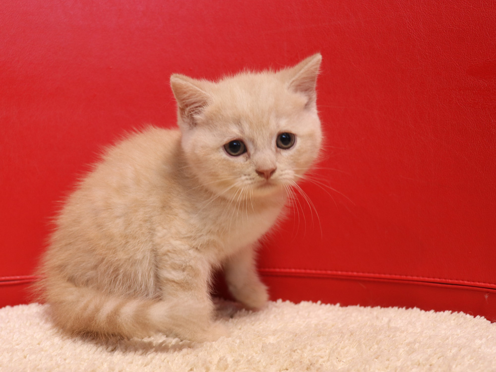 スコティッシュフォールドの子猫画像