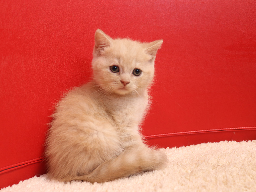 スコティッシュフォールドの子猫画像