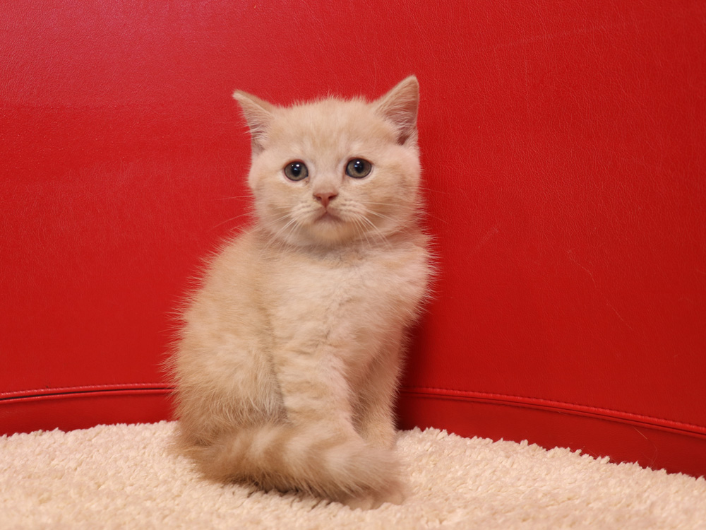 スコティッシュフォールドの子猫画像