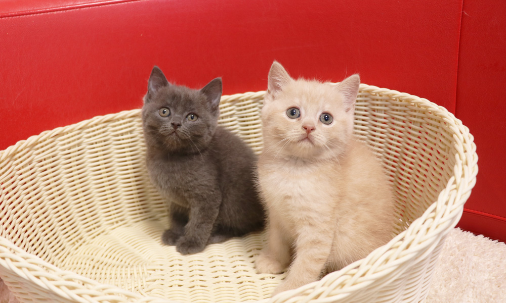 スコティッシュフォールドの子猫画像