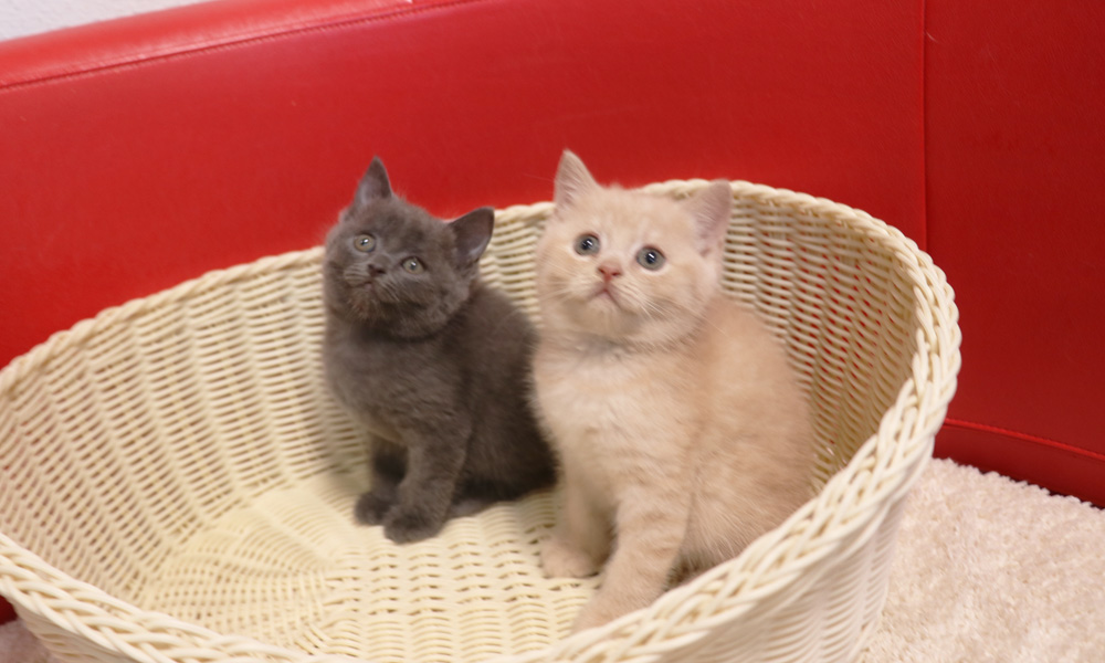 スコティッシュフォールドの子猫画像