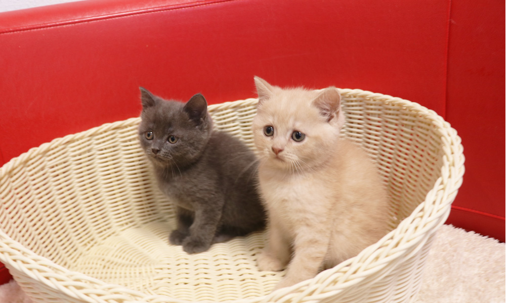 スコティッシュフォールドの子猫画像