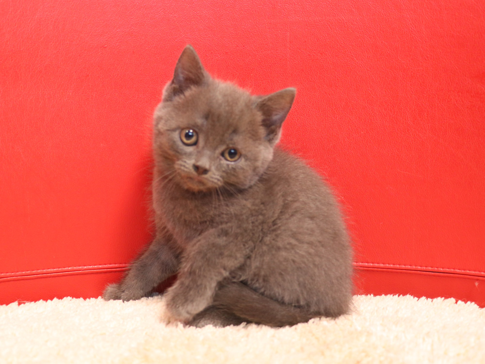 スコティッシュフォールドの子猫画像