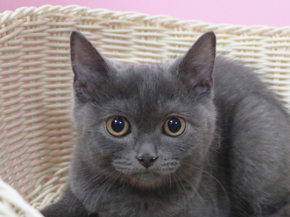 スコティッシュフォールドの子猫画像