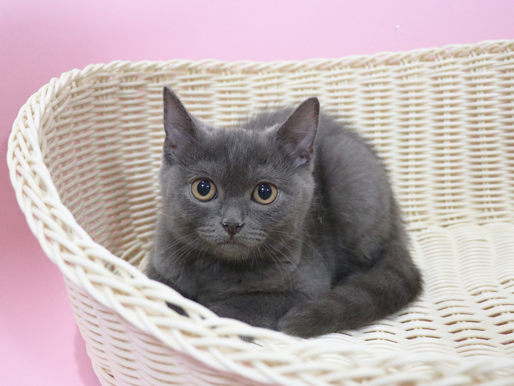 スコティッシュフォールドの子猫画像