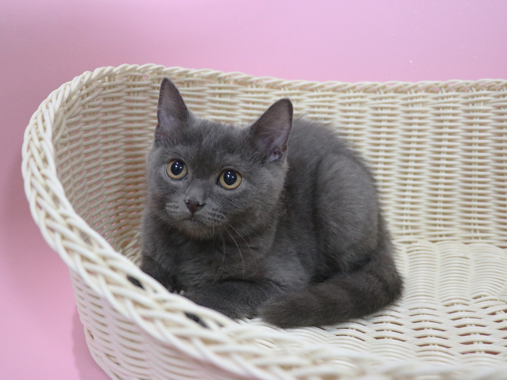スコティッシュフォールドの子猫画像