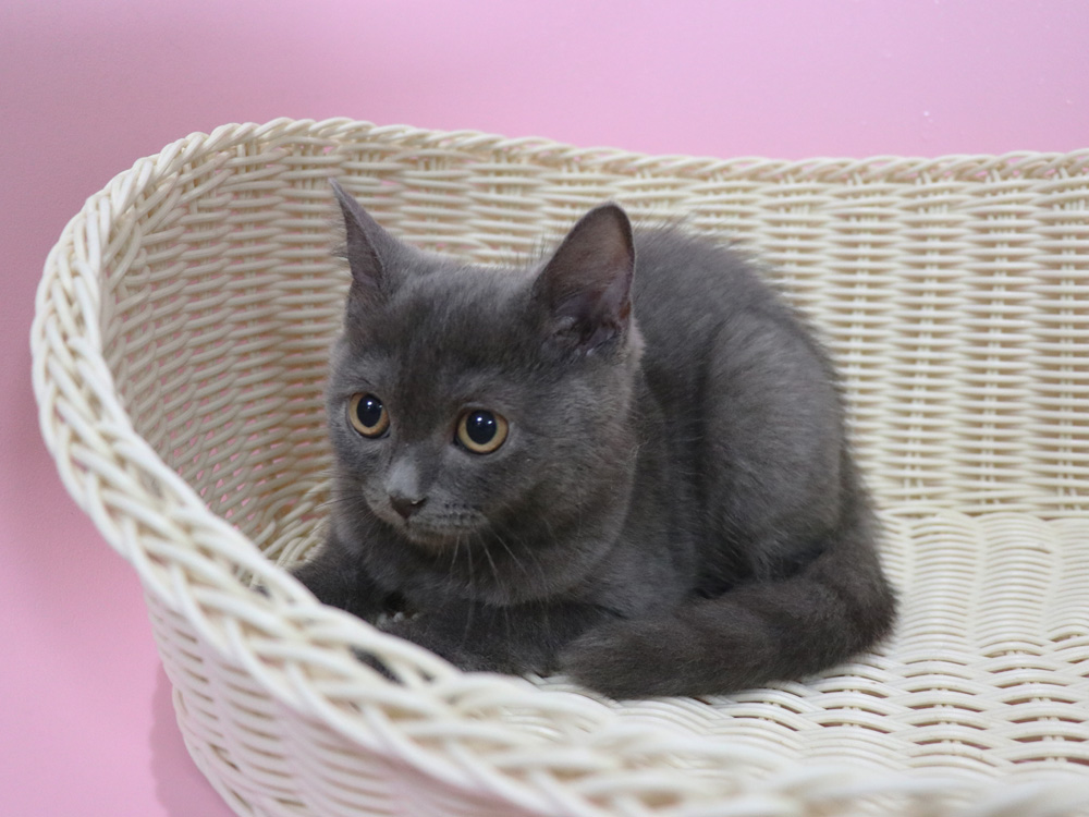スコティッシュフォールドの子猫画像