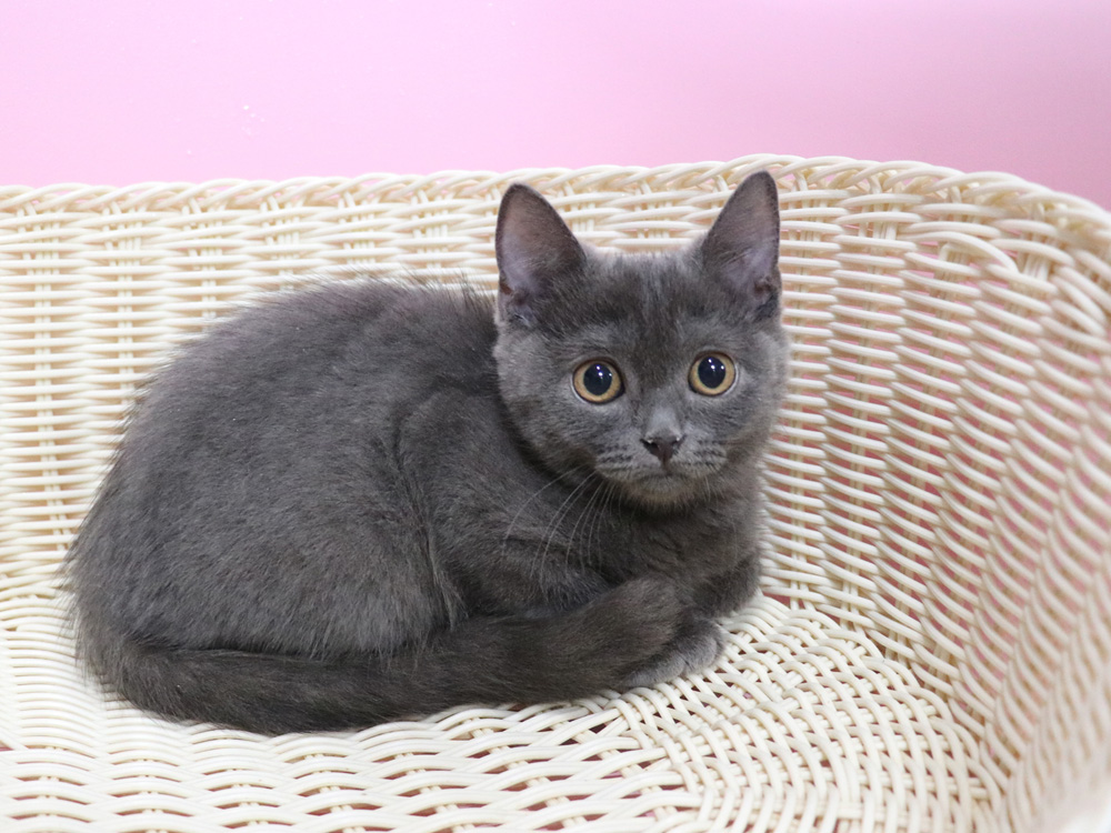 スコティッシュフォールドの子猫画像