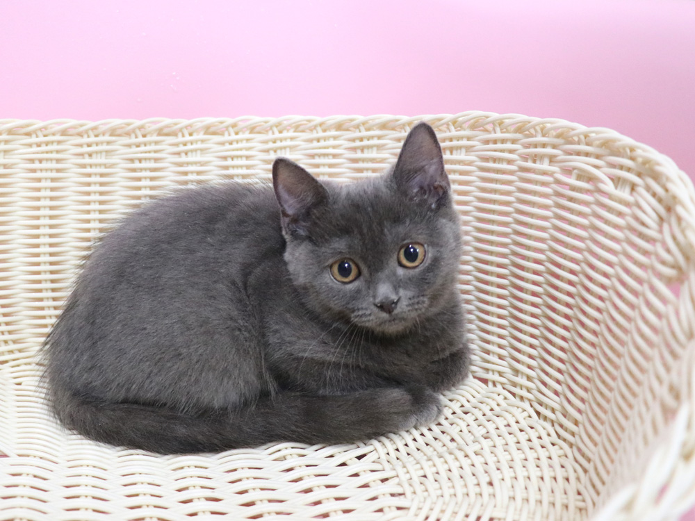 スコティッシュフォールドの子猫画像