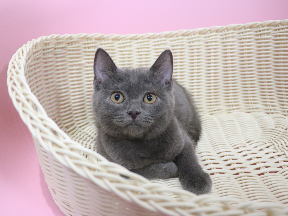 スコティッシュフォールドの子猫画像