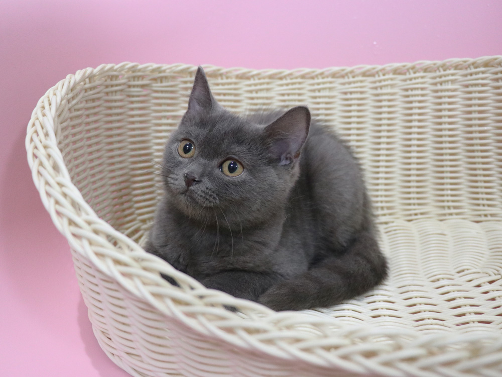 スコティッシュフォールドの子猫画像
