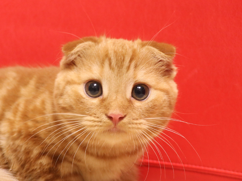スコティッシュフォールドの子猫画像