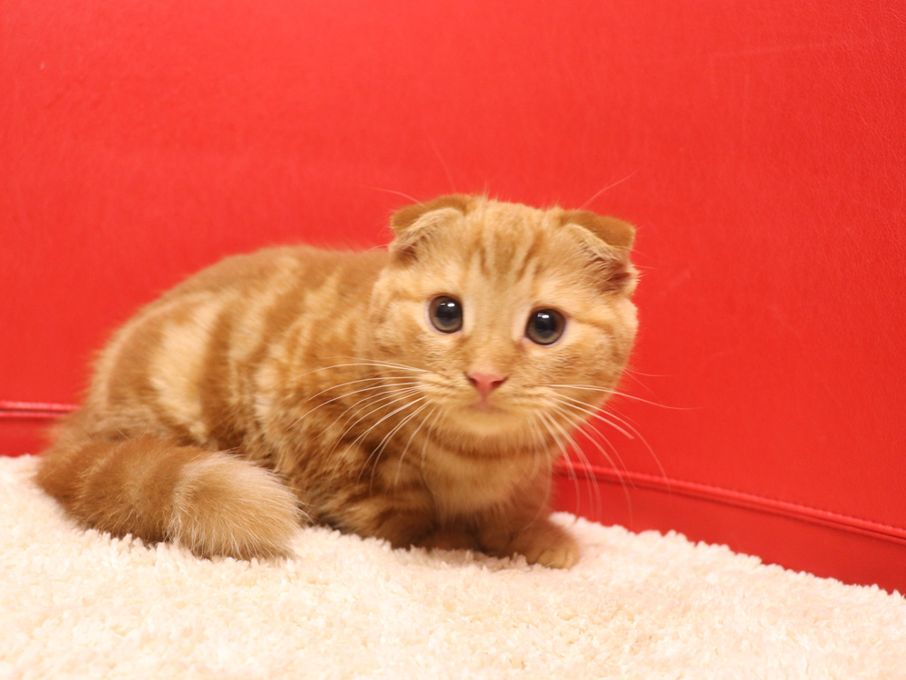 スコティッシュフォールドの子猫画像
