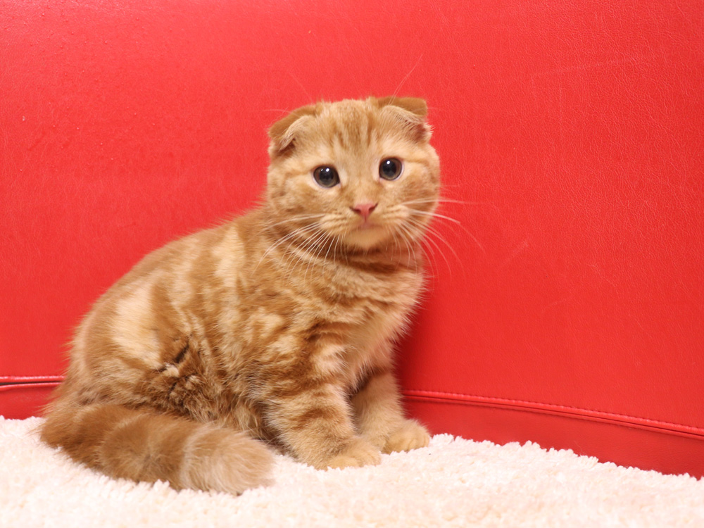 スコティッシュフォールドの子猫画像