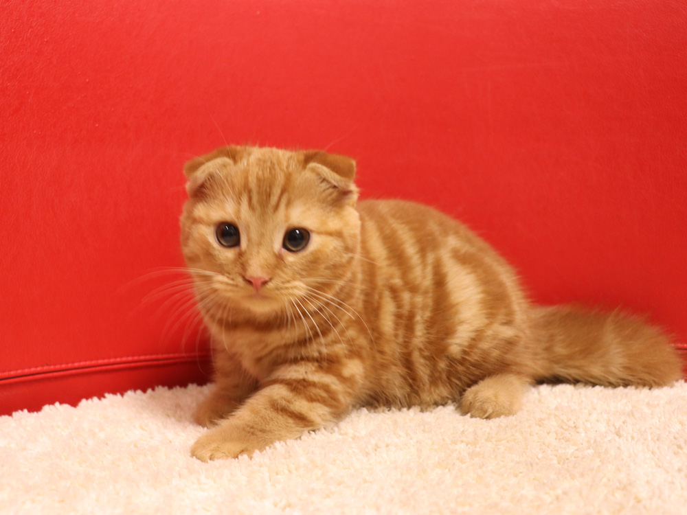 スコティッシュフォールドの子猫画像