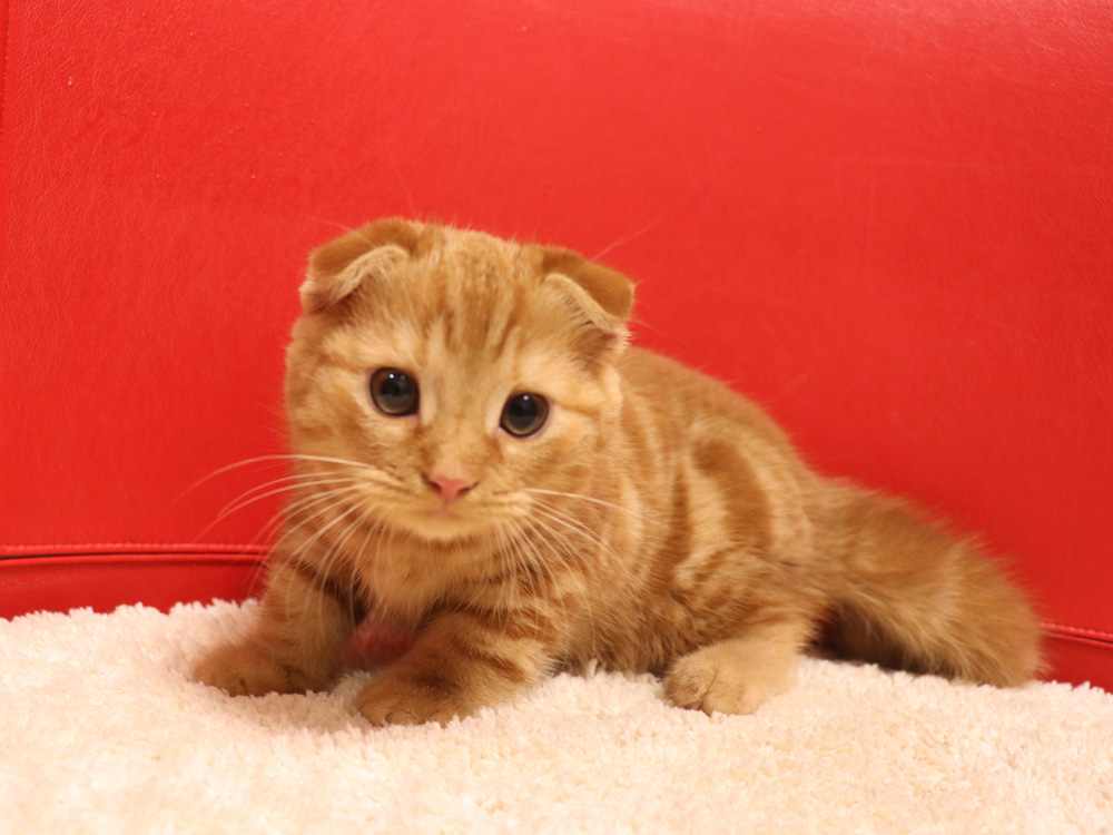 スコティッシュフォールドの子猫画像