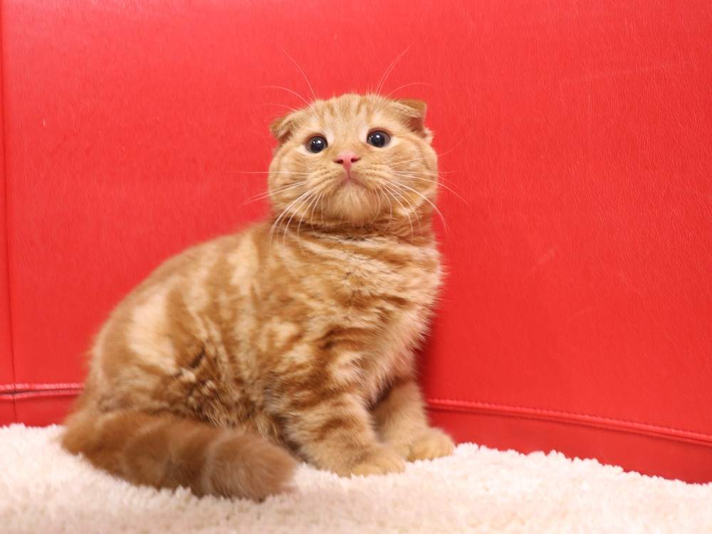 スコティッシュフォールドの子猫画像