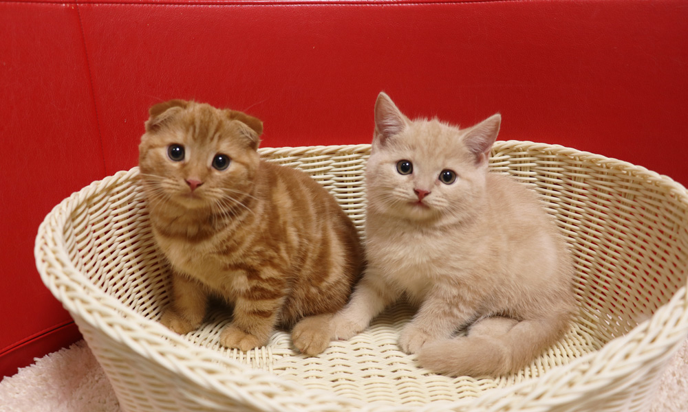スコティッシュフォールドの子猫画像