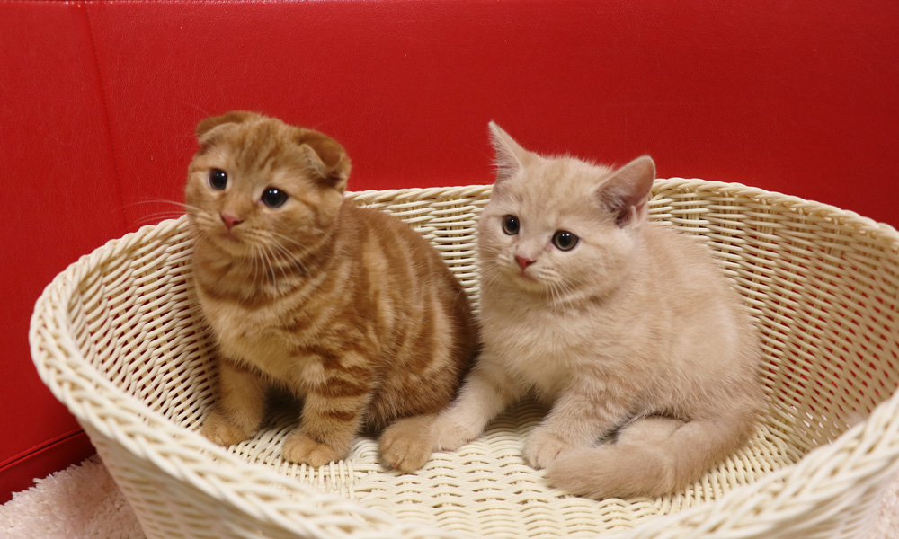 スコティッシュフォールドの子猫画像