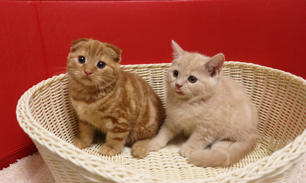 スコティッシュフォールドの子猫画像
