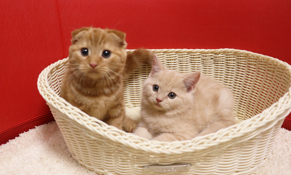 スコティッシュフォールドの子猫画像