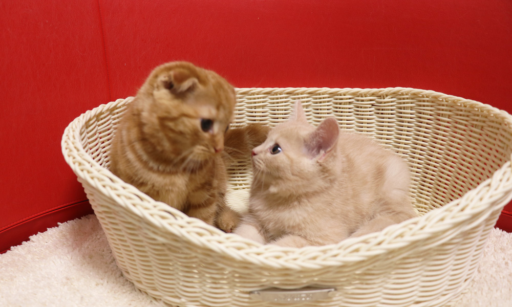 スコティッシュフォールドの子猫画像