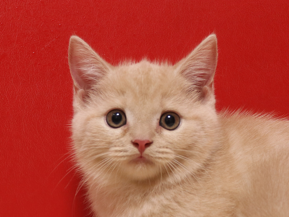 スコティッシュフォールドの子猫画像