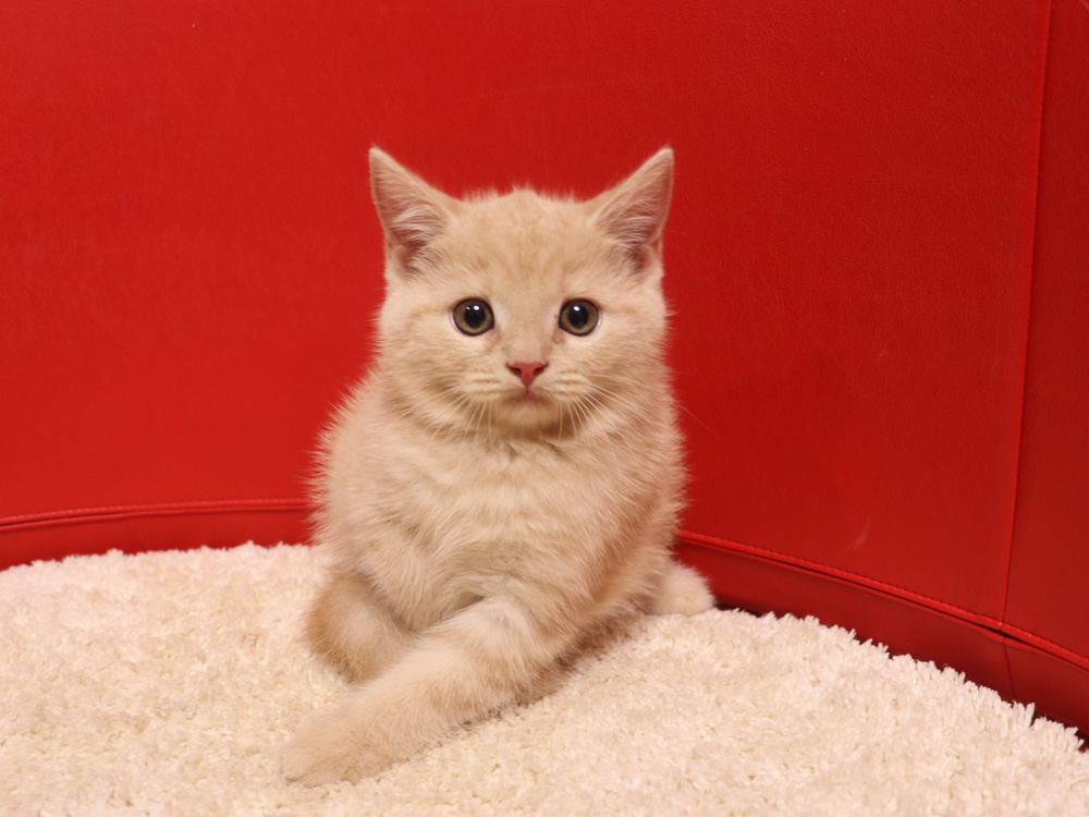 スコティッシュフォールドの子猫画像
