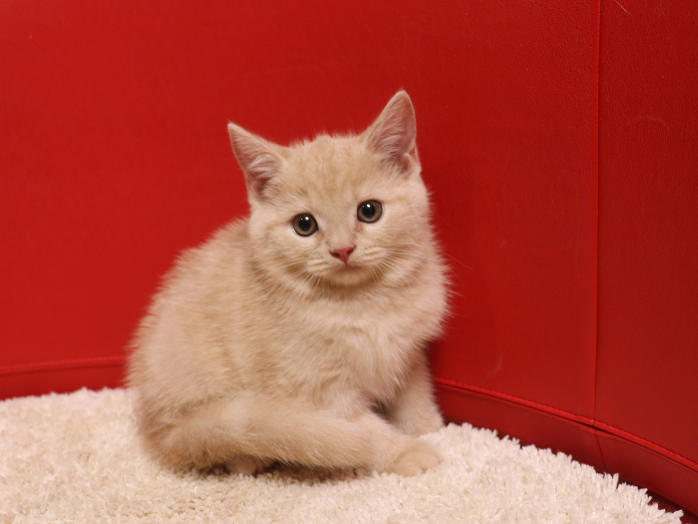 スコティッシュフォールドの子猫画像