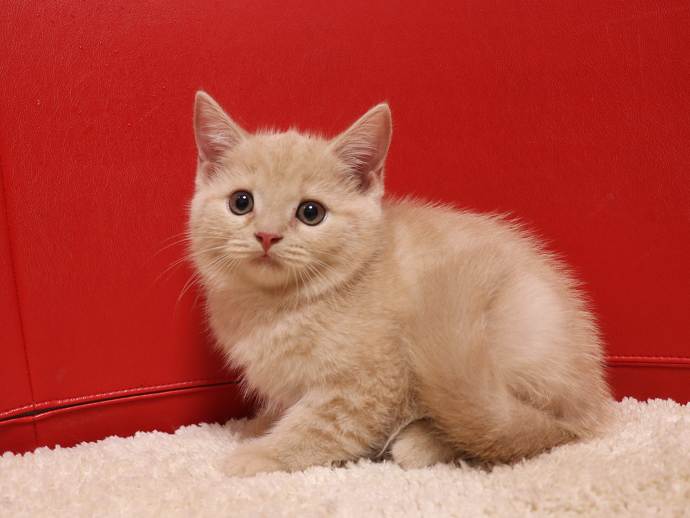 スコティッシュフォールドの子猫画像