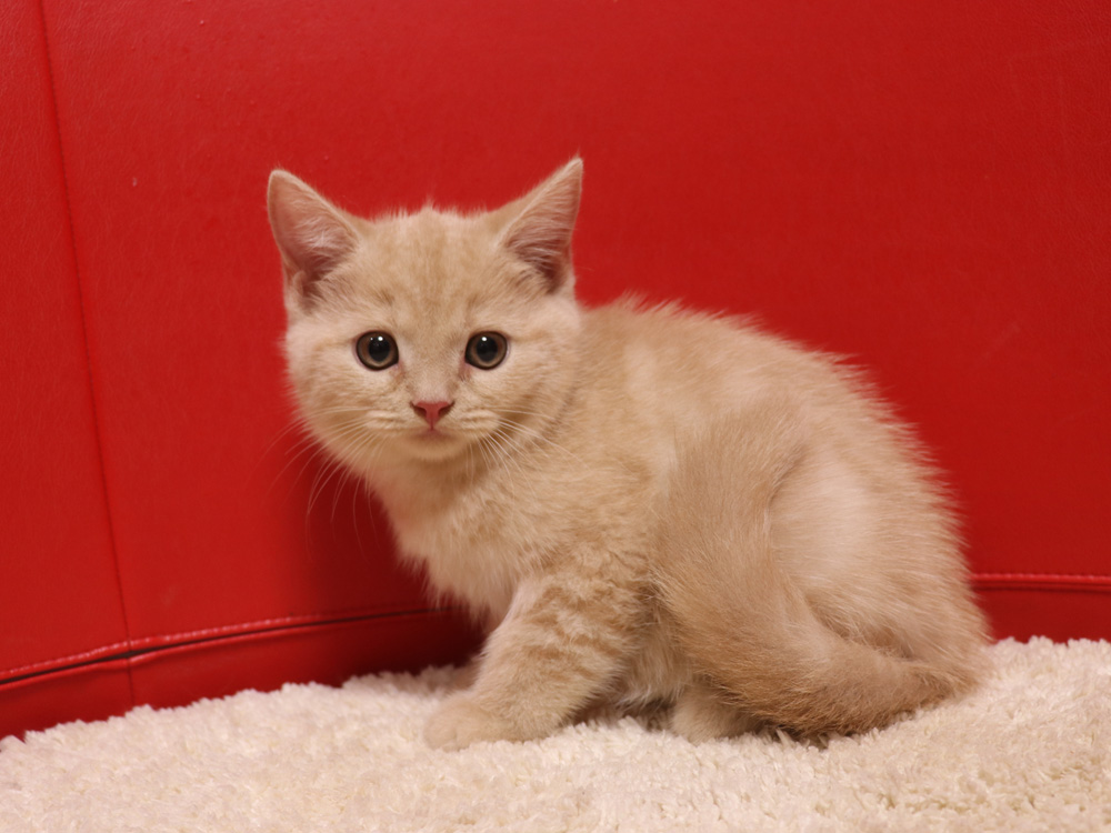 スコティッシュフォールドの子猫画像