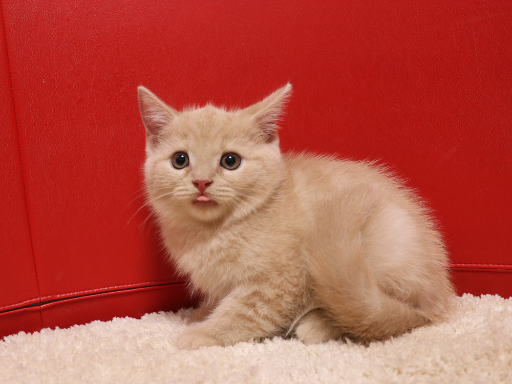 スコティッシュフォールドの子猫画像