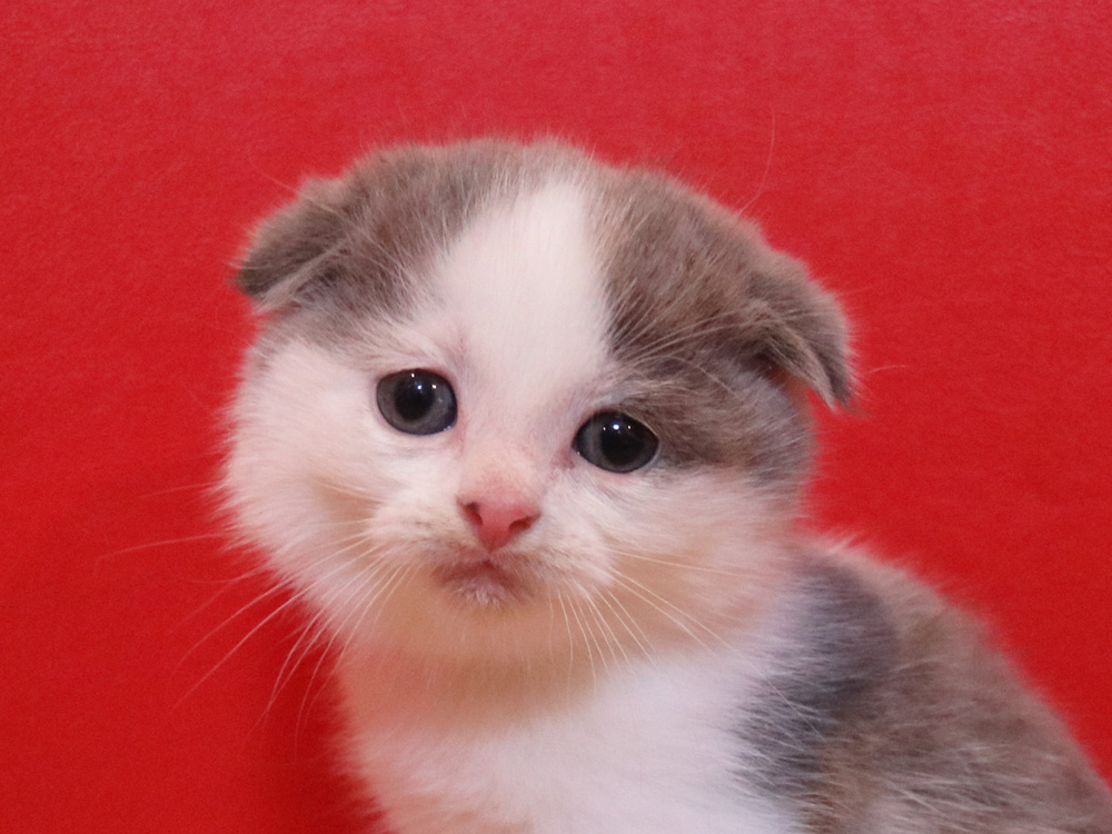 スコティッシュフォールドの子猫画像