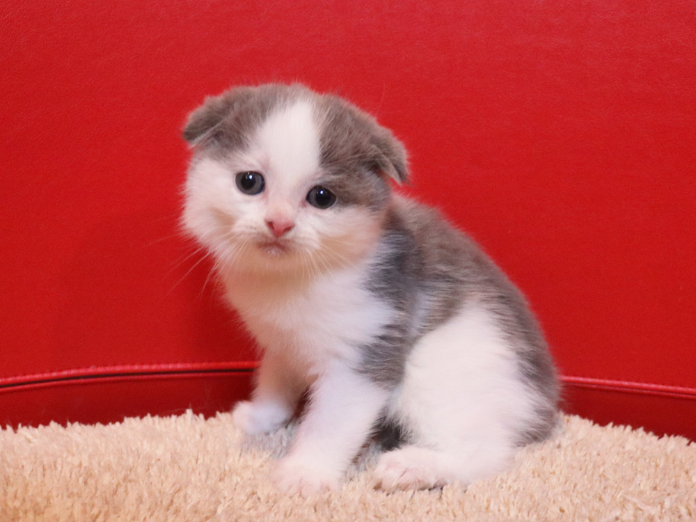 スコティッシュフォールドの子猫画像