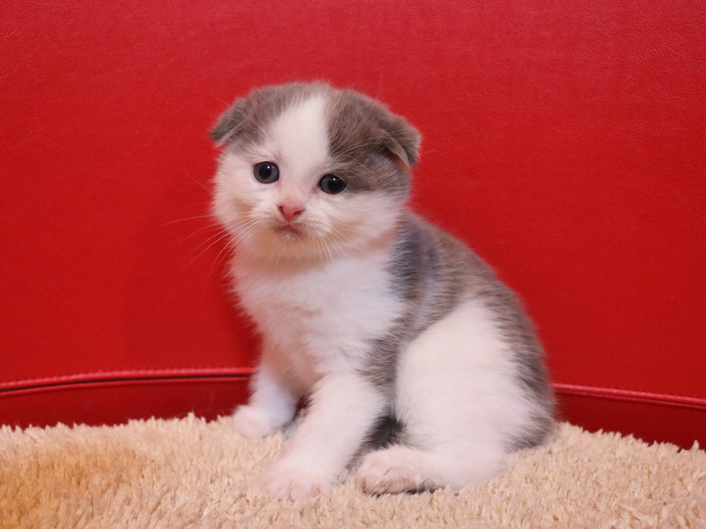 スコティッシュフォールドの子猫画像