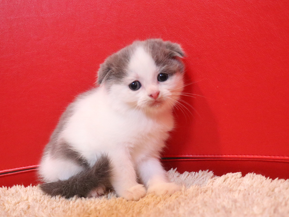 スコティッシュフォールドの子猫画像