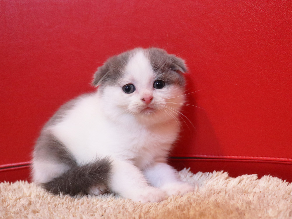 スコティッシュフォールドの子猫画像