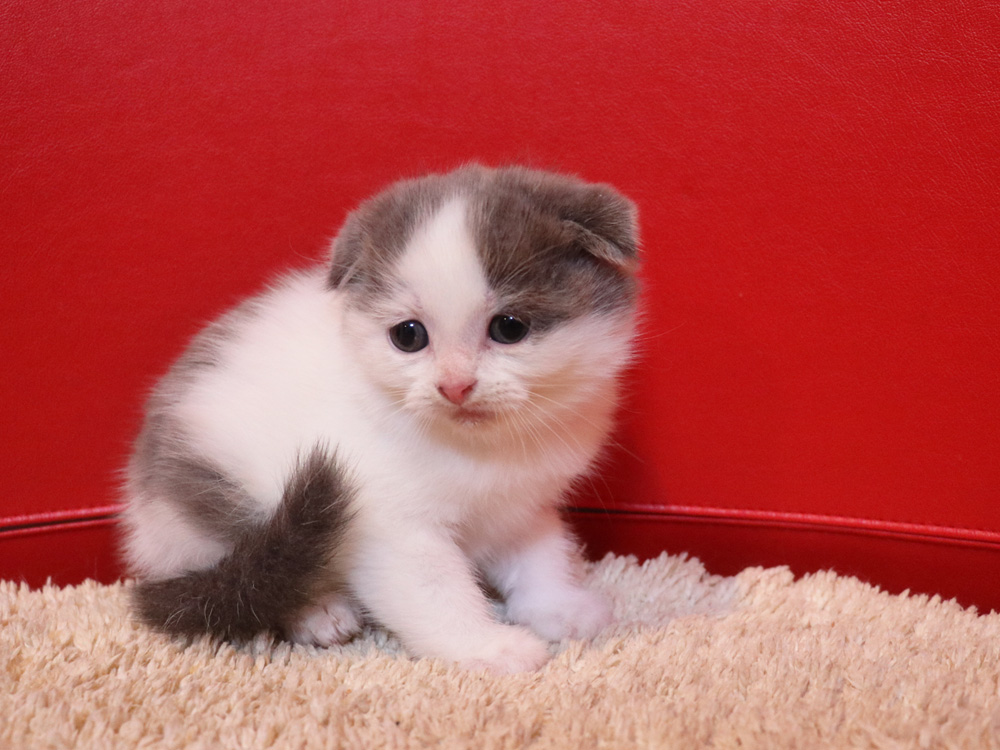 スコティッシュフォールドの子猫画像