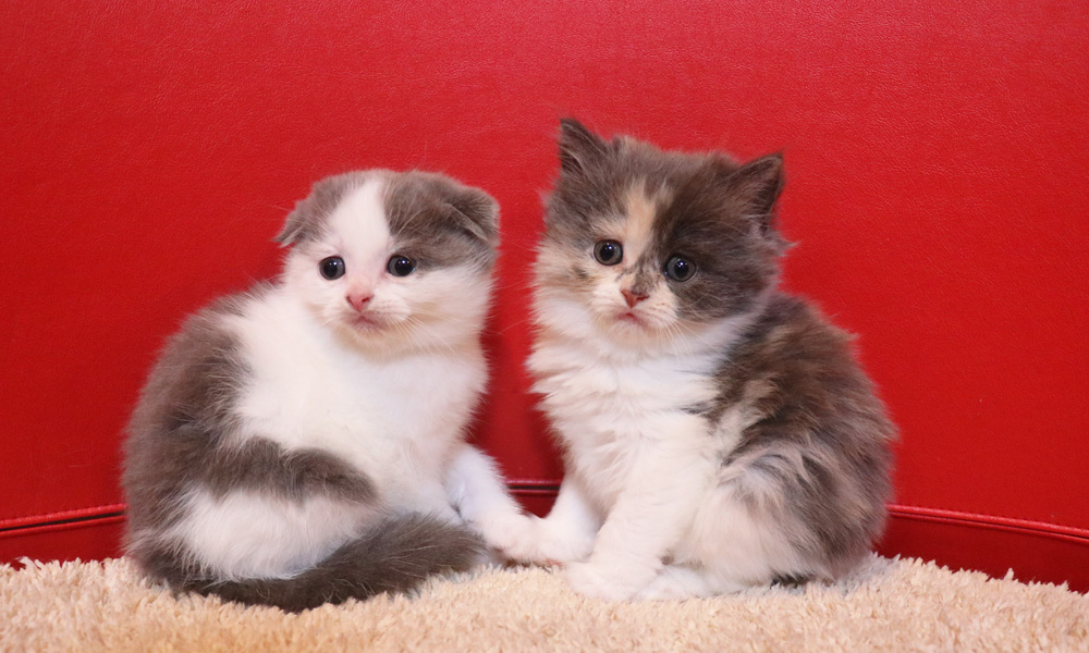 スコティッシュフォールドの子猫画像