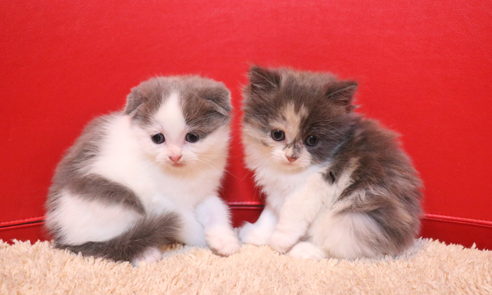 スコティッシュフォールドの子猫画像