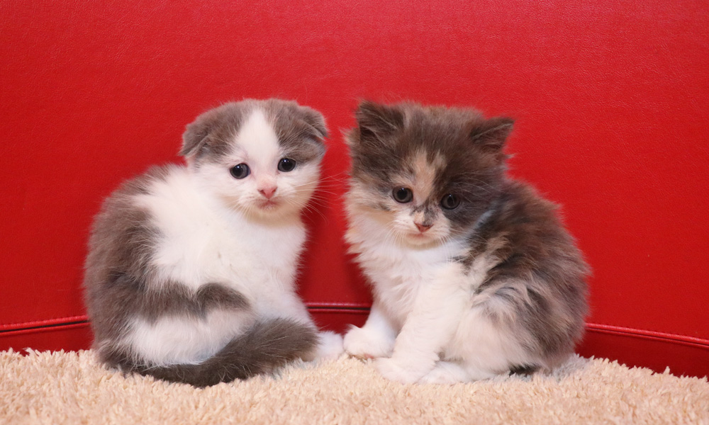スコティッシュフォールドの子猫画像