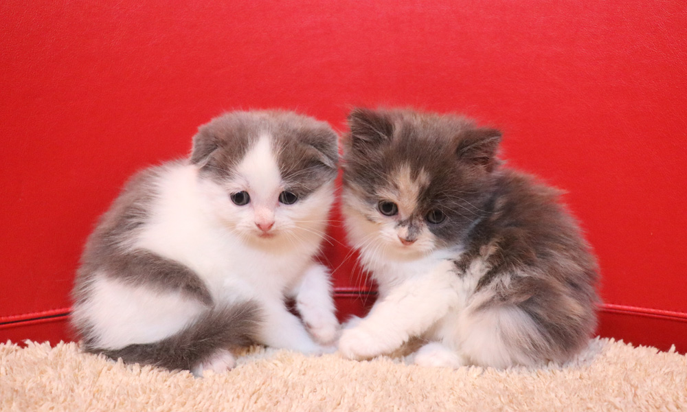 スコティッシュフォールドの子猫画像