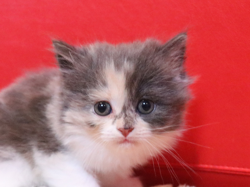 スコティッシュフォールドの子猫画像