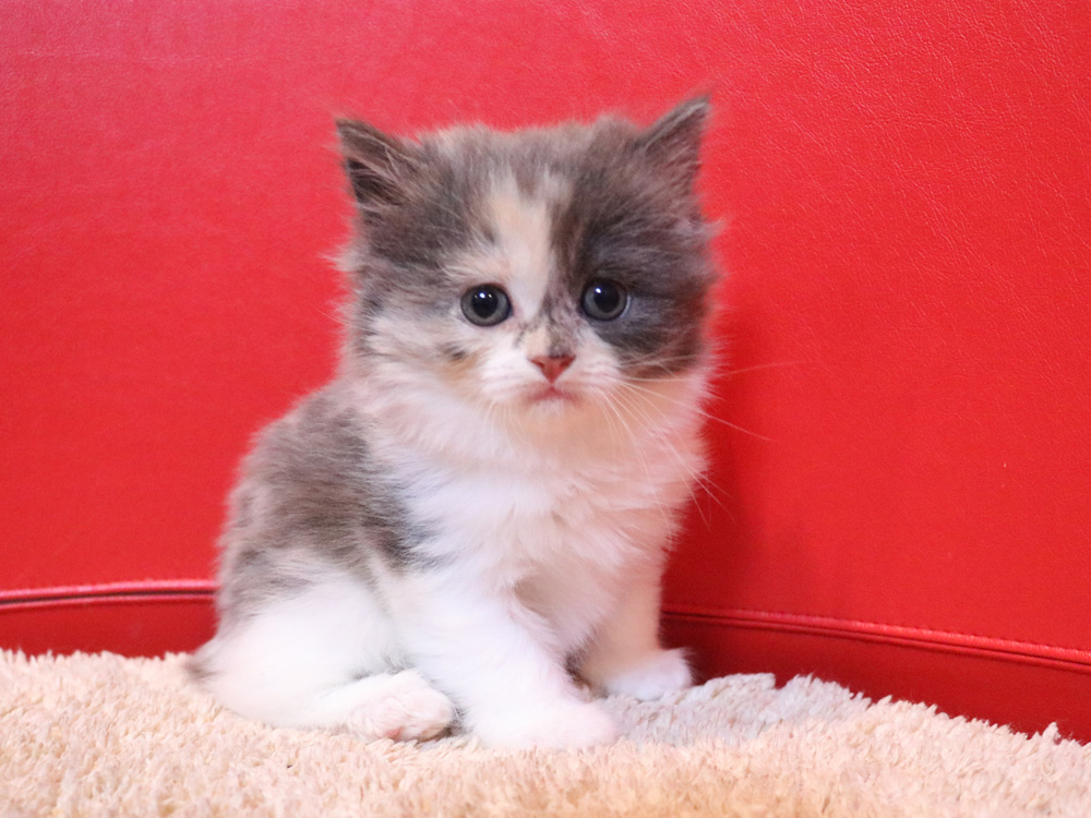 スコティッシュフォールドの子猫画像