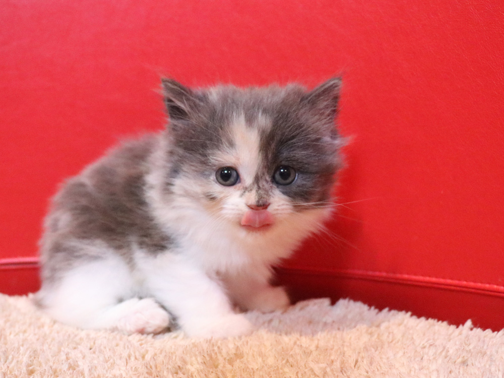 スコティッシュフォールドの子猫画像
