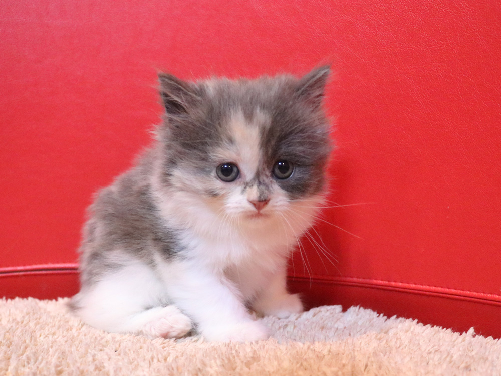 スコティッシュフォールドの子猫画像