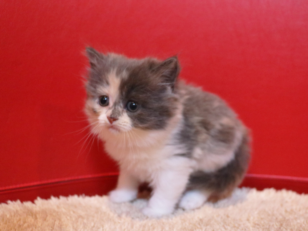 スコティッシュフォールドの子猫画像